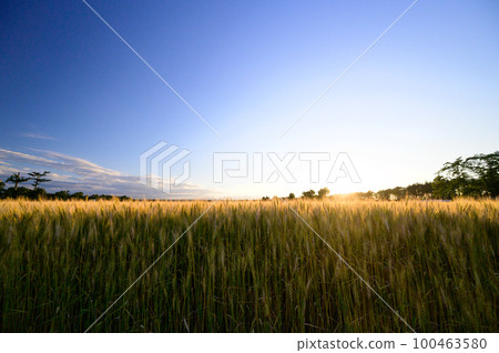 Wheat field dyed in the evening sun Wheat field dyed in the evening sun 100463580