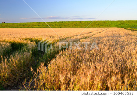 Wheat field dyed in the evening sun Wheat field dyed in the evening sun 100463582