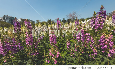 a Foxglove flowers, Fresh blooming at spring a Foxglove flowers, Fresh blooming at spring 100463823