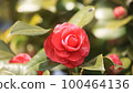 Sasanqua 100464136