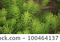 Horsetail 100464137