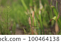 Tsukushi 100464138
