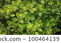 Green of street trees 100464139