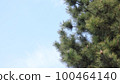 Pine tree and sky 100464140
