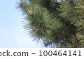 Pine branches 100464141