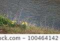 Narcissus and river 100464142