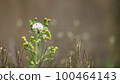 Fluff 100464143
