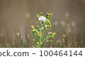 Fluff 100464144