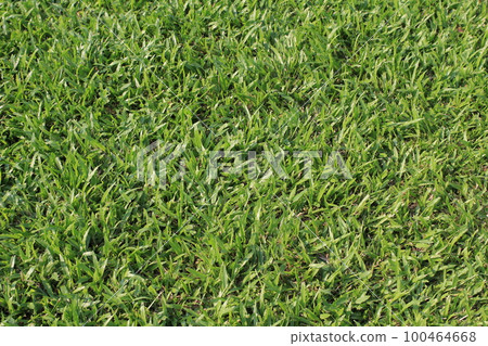 a lawn texture, Garden Lawn, the green lawn 100464668