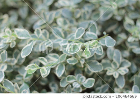 a leaf image, the nature concept photo 100464669
