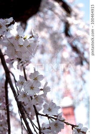Zojoji cherry blossoms and Tokyo Tower Zojoji cherry blossoms and Tokyo Tower 100464915