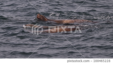 Todo 54 (Hokkaido) 100465228