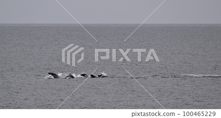 Todo 55 (Hokkaido) 100465229