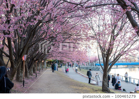 [Kanzakura] Hachisuka Sakura in Tokushima Central Park 100465279