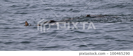 Steller sea lion (Hokkaido) Steller sea lion (Hokkaido) 100465290