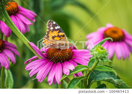 Beautiful butterfly painted lady or Vanessa cardui sitting on purple Echinacea flower in the summer. Close up. Macro. Beautiful butterfly painted lady or Vanessa cardui sitting on purple Echinacea flower in the summer. Close up. Macro. 100465413