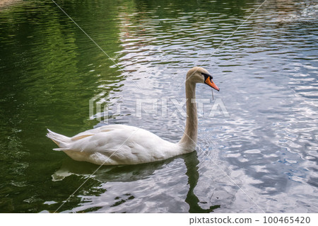 A graceful white swan swimming on a lake with dark water. The white swan is reflected in the water 100465420