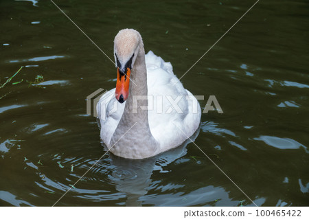 A graceful white swan swimming on a lake with dark water. The white swan is reflected in the water 100465422