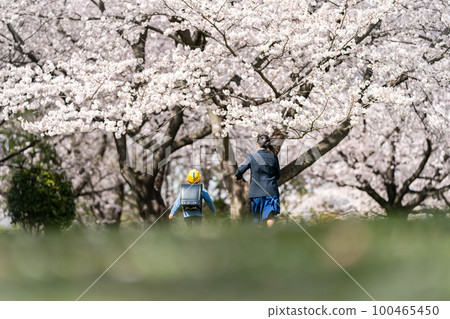 cherry blossom, run, junior high school student 100465450