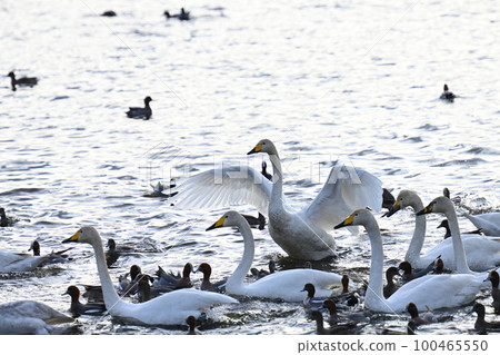 Scenery of a lake with swans that fly to Japan to spend the winter Scenery of a lake with swans that fly to Japan to spend the winter 100465550