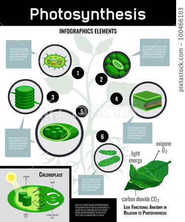 Biological Photosynthesis Infographic Poster 100466103