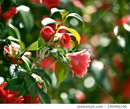 山茶花 (Camellia) 100466296