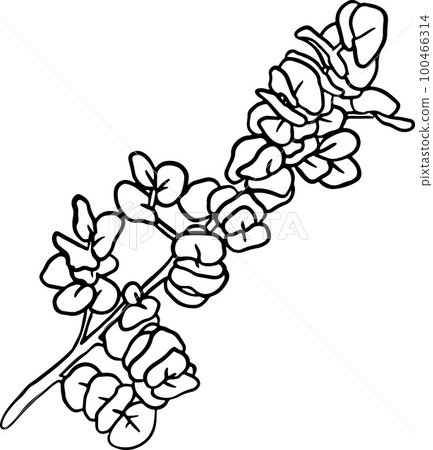 Hand Drawn Sketch Round Leaves Branch. Hand Drawn Sketch Round Leaves Branch. 100466314
