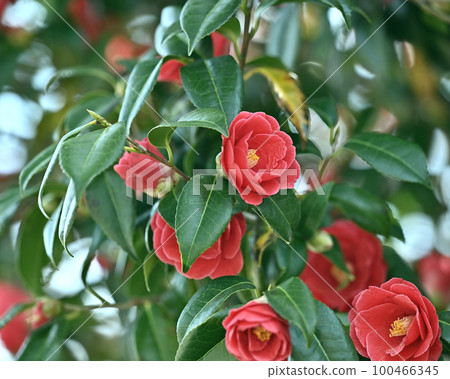 山茶花 (Camellia) 100466345