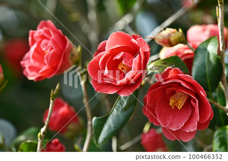Camellia (Camellia) Camellia (Camellia) 100466352