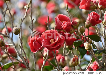 Camellia (Camellia) Camellia (Camellia) 100466353