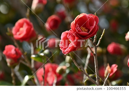 Camellia (Camellia) Camellia (Camellia) 100466355