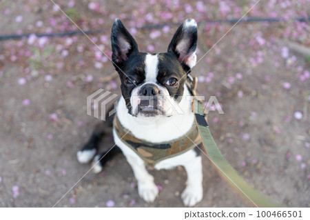 Boston Terrier Boston Terrier 100466501