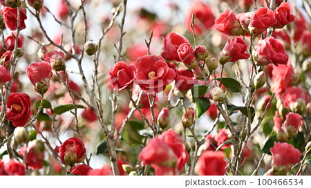 Camellia (Camellia) Camellia (Camellia) 100466534