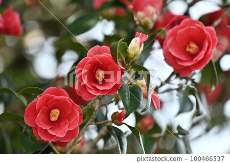 Camellia (Camellia) Camellia (Camellia) 100466537