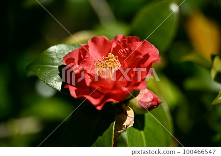 山茶花 (Camellia) 100466547