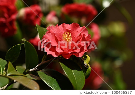 山茶花 (Camellia) 山茶花 (Camellia) 100466557
