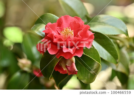 山茶花 (Camellia) 100466559