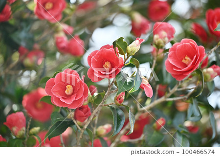 山茶花 (Camellia) 山茶花 (Camellia) 100466574