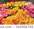 different types of tulip flowers 100466748