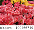 tulip flowers in full bloom 100466749
