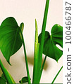 Monstera sprout 100466787