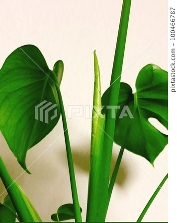 philodendron billietiae care Philodendron billietiae | Plants main image 0