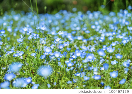 Nemophila 花開得很漂亮 100467129