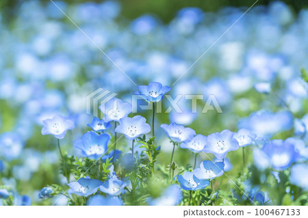 Nemophila 花開得很漂亮 Nemophila 花開得很漂亮 100467133