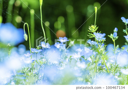 Nemophila 花開得很漂亮 100467134