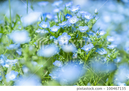 Nemophila 花開得很漂亮 Nemophila 花開得很漂亮 100467135