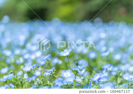 Nemophila 花開得很漂亮 Nemophila 花開得很漂亮 100467137