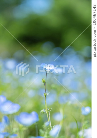 Nemophila 花開得很漂亮 100467148