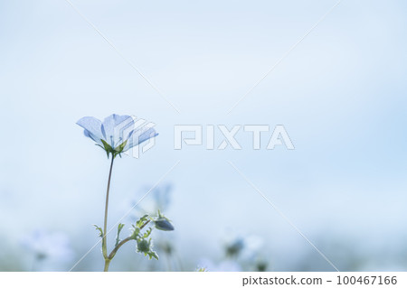 Nemophila 花開得很漂亮 Nemophila 花開得很漂亮 100467166