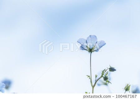 Nemophila 花開得很漂亮 Nemophila 花開得很漂亮 100467167